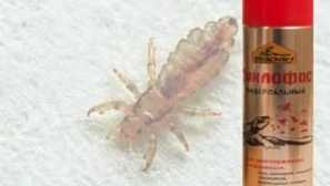 Отстраняване на въшки с помощта на поредица от двойки